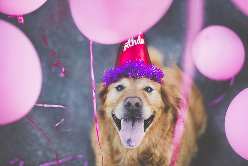 Happy bloggy doggie birthday! :D